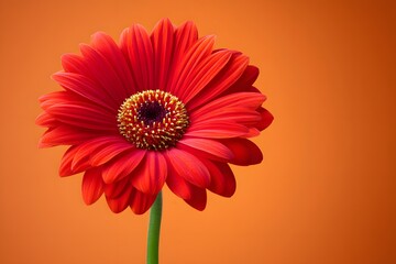 A bright red gerbera daisy on a rich orange background
