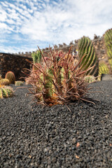 Cactus in the Cactus Garden created by Manrique, on the tourist island of Lanzarote in Spain in October 2024 in Spain