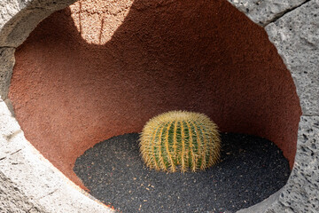 Cactus in the Cactus Garden created by Manrique, on the tourist island of Lanzarote in Spain in October 2024 in Spain