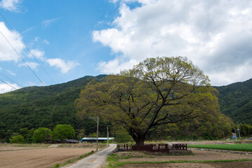 위풍당당 당산나무