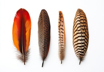 Four colorful bird feathers against a white background