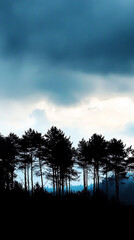 Pine forest edge with clouds passing behind trees