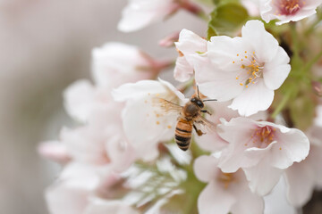 満開のさくらの花で集密するミツバチ