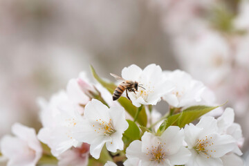 満開のさくらの花で集密するミツバチ