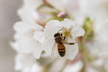 満開のさくらの花で集密するミツバチ