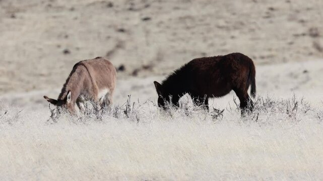 Two wild burros grazing in the Smoke Creek Desert in Lassen County California near the Nevada state line.