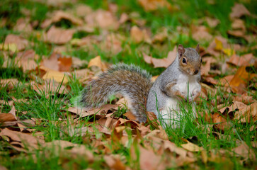 Curious Grey squirrel (Sciurus carolinensis) in St. James's Park, London, England, United Kingdom, Europe