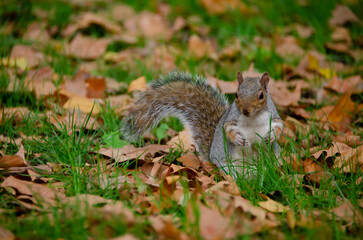 Curious Grey squirrel (Sciurus carolinensis) in St. James's Park, London, England, United Kingdom, Europe