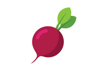 Fresh Beetroot Vegetable vector on white background