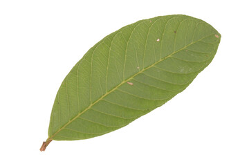 Psidium guajava leaf isolated on gradient background