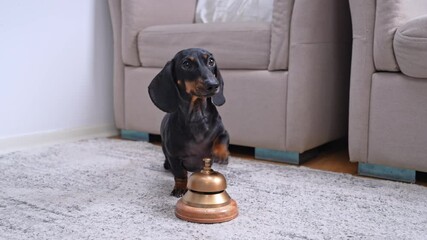 dachshund stands on a soft grey carpet in home setting, using its paw to press a brass service bell while looking up between two beige sofas. Puppy is naughty and wakes up the owner for a walk or fed