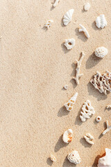 Seashells and coral on Beach Sand at sunlight, outdoor nature photo  from variety of white shells and coral pieces scattered on light beige sandy sea shore, minimal monochrome environment flatly