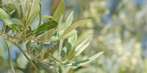 Banner of lush olive tree branch with fresh green leaves at natural sunlight, at blurred blue sky background. Mediterranean nature, organic growth, and eco friendly botanical beauty in soft focus.