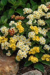 Vibrant Yellow and White Flowers Blooming in Garden Bed