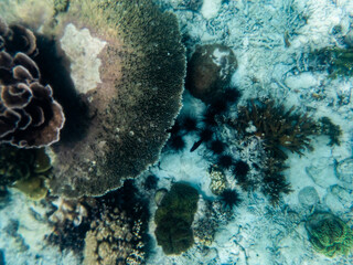 Brown reef and fish under myanmar sea