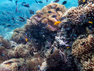 Brown reef and fish under myanmar sea