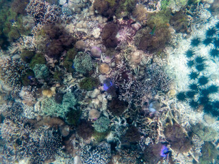 Brown reef and fish under myanmar sea
