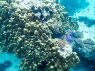 Brown reef and fish under myanmar sea