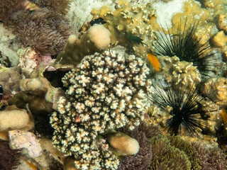 Brown reef and fish under myanmar sea