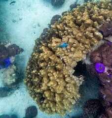 Brown reef and fish under myanmar sea