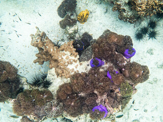 Sea anemone under myanmar sea