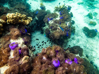 Sea anemone under myanmar sea