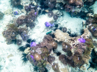 Sea anemone under myanmar sea