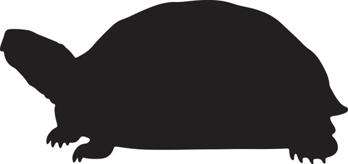 Eastern Box Turtle Silhouette on White Background