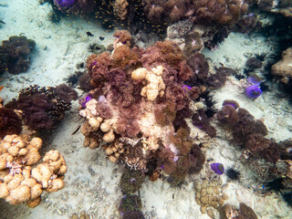 Sea anemone under myanmar sea