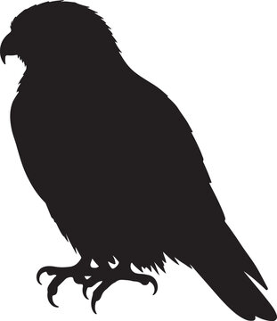 Falconet Silhouette on White Background