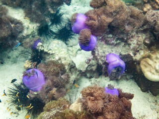 Sea anemone under myanmar sea