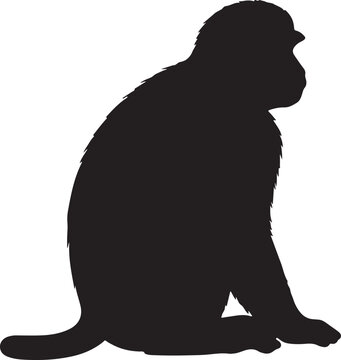 Grivet Silhouette on White Background