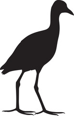 Fototapeta premium Jacana Silhouette on White Background