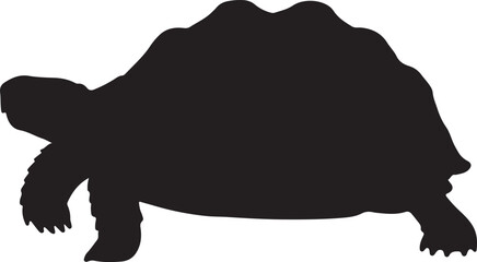 Indian Star Tortoise Silhouette on White Background