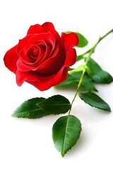 Fototapeta premium Single Red Rose with Green Leaves Isolated on White Background