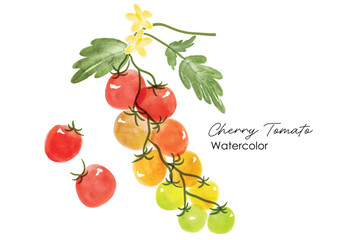 Set of Watercolor illustration fruit tomatoes. Fresh tomatoes, watercolor painting illustration