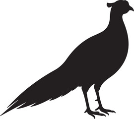 Lady Amherst's Pheasant Silhouette on White Background