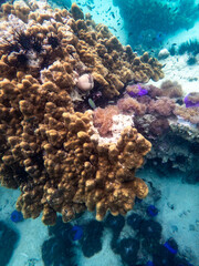 Sea anemone under myanmar sea