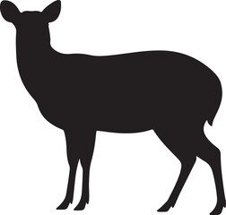 Muntjac Silhouette on White Background