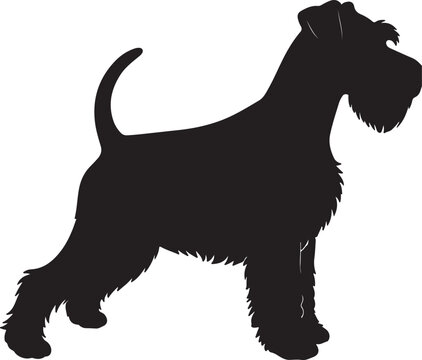 Miniature Schnauzer Silhouette on White Background