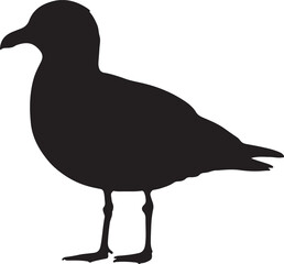 Pacific Gull Silhouette on White Background