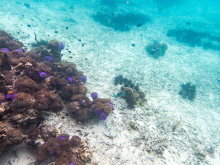 Sea anemone under myanmar sea