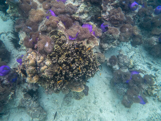 Sea anemone under myanmar sea