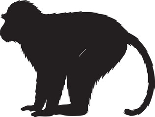Patas Monkey Silhouette on White Background