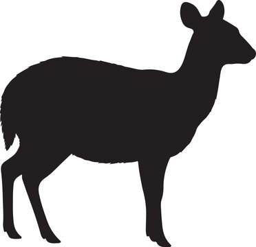 Pudu Silhouette on White Background