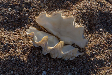 The maxima clam (Tridacna maxima), also known as the small giant clam. The fauna of the Red Sea. Sand, pebbles, corals. Background with a marine theme.