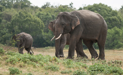 Sri Lankan Elephants and Tuskers in Kaudulla National Park, Sri Lanka 