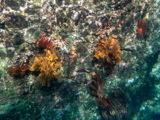 Cliff reef under the sea in Myanmar