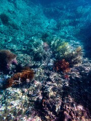 Cliff reef under the sea in Myanmar