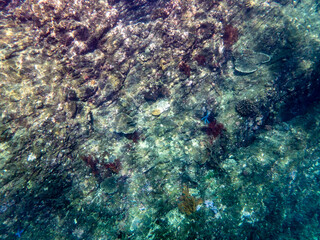 Cliff reef under the sea in Myanmar